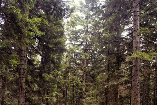 山の森の中で多くの松の木のビュー 画像はトルコの北東部に位置する黒海地域のトラブゾン リゼ地域で撮影されています — ストック写真