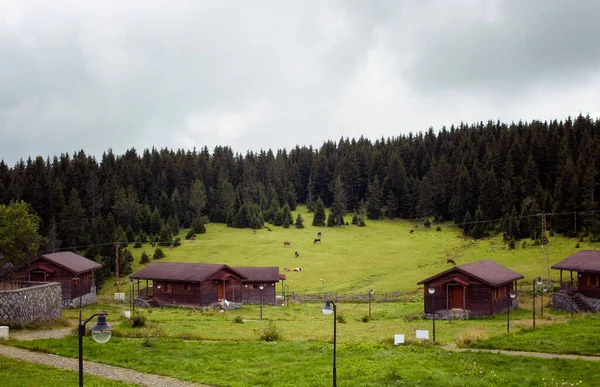 안개낀 날씨에 소나무 숲으로 둘러싸인 나무로 의집들의 소들은 밭에서 뜯어먹는다 — 스톡 사진