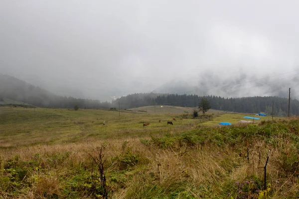 Вид Высокогорное Плато Горы Леса Тумане Создавая Красивую Картину Природы — стоковое фото