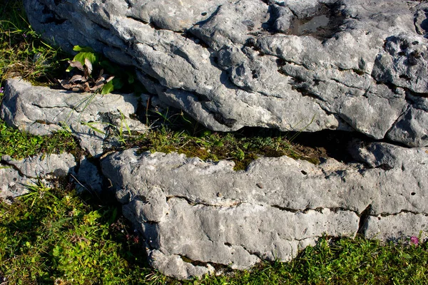 Στενή Άποψη Των Βράχων Και Των Φυτών Του Βουνού — Φωτογραφία Αρχείου