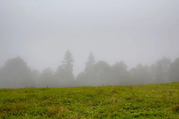 Blick Auf Waldbäume Und Grasfeld Schaffung Schöne Naturszene Nebel Das — Stockfoto