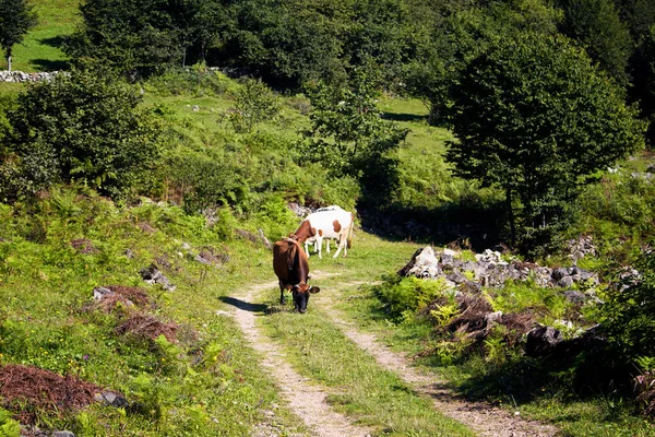 View of cows on a road at high plateau. The image is captured in Trabzon/Rize area of Black Sea region located at northeast of Turkey.