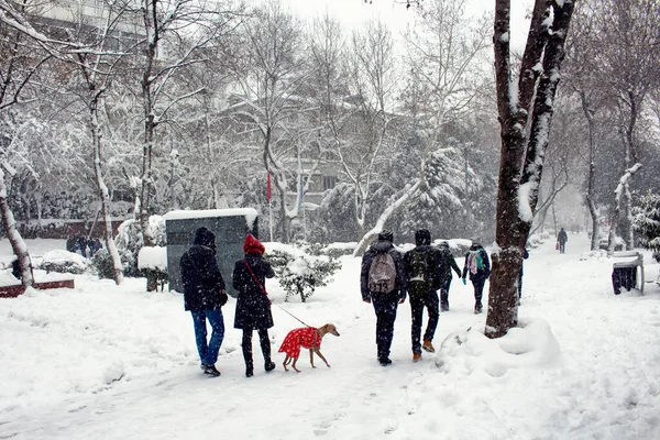 イスタンブールの公園 マッカ デモクラシ サナト パーク を歩いている若者たち ビューには1匹のグレイハウンド犬もいます 雪が激しく降る — ストック写真