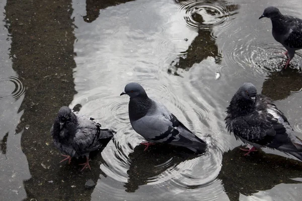 Pigeons take bath in water on ground.