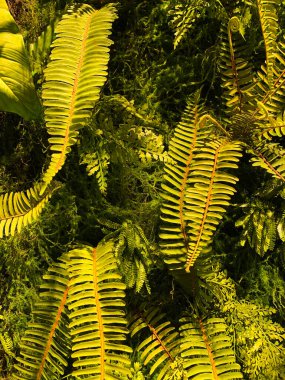 Sahte, yapay yaban bitkisinin (kartal eğreltiotu olarak da bilinen Pteridium aquilinum) yakın görüntüsü).