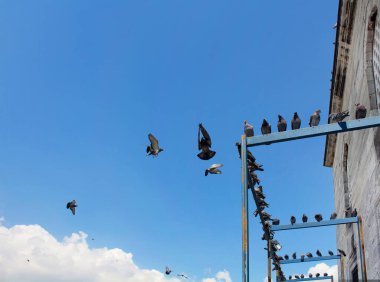 Eminonu / İstanbul 'da Yeni cami önünde uçan güvercinler