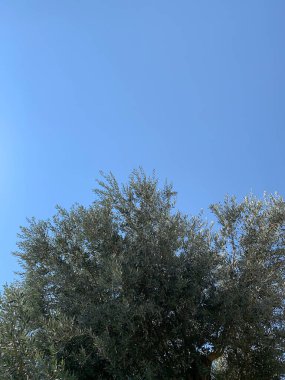 Güneşli bir yaz gününde açık mavi gökyüzü arka planına sahip zeytin ağacı manzarası.