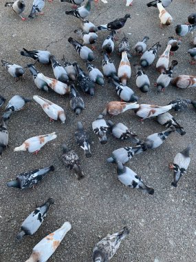 View of many pigeons on the ground.