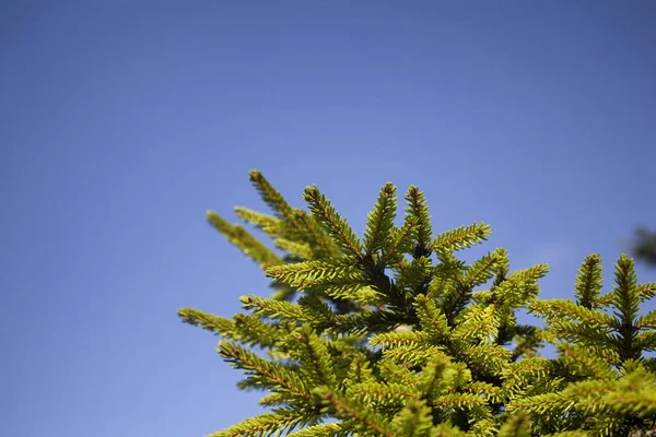 Придивіться Гілок Соснового Дерева Ясним Синім Фоном Неба Сьогодні Сонячний — стокове фото