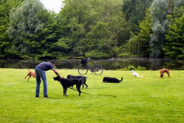 Köpek bakıcısı Amsterdam 'daki Vondelpark' ta çim, gölet ve ağaçlarda köpeklerle oynarken görülüyor. 47 hektarlık bir halk parkı. Bu bir yaz günü..