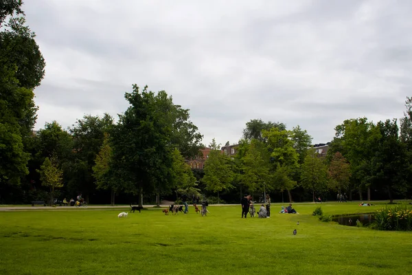 看到人们在阿姆斯特丹Vondelpark的草地上玩耍的狗它是一个占地47公顷的公共城市公园 今天是个夏日 — 图库照片