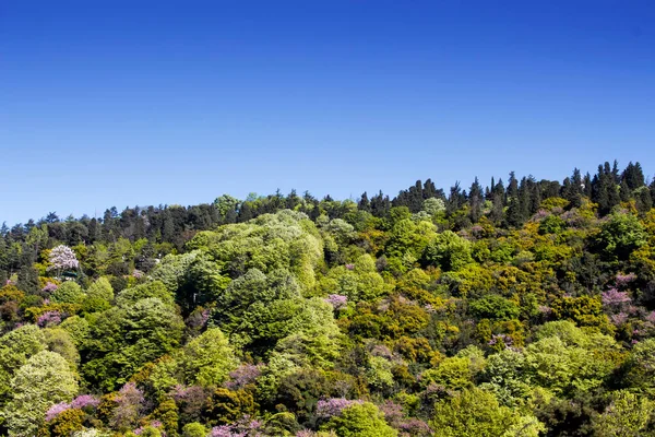 Bosque Cielo Por Bósforo Estambul — Foto de Stock