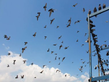 Eminonu / İstanbul 'da Yeni cami önünde uçan güvercinler