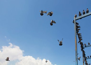 Eminonu / İstanbul 'da Yeni cami önünde uçan güvercinler
