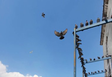 Eminonu / İstanbul 'da Yeni cami önünde uçan güvercinler