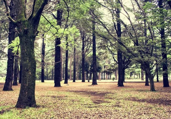 Árvores Yoyogi Park Tóquio — Fotografia de Stock