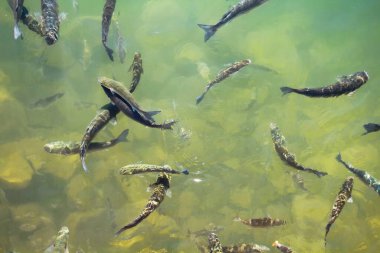 Gölde yüzen birçok sazan balığının (Cyprinus carpio) üst görüntüsü