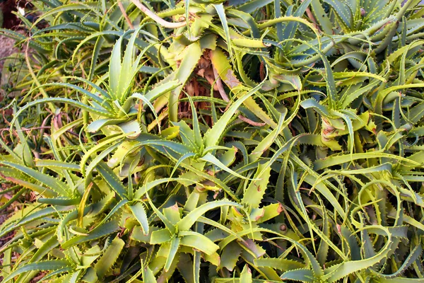 Van Dichtbij Gezien Agave Bracteosa Soort Wordt Ook Wel Agave — Stockfoto