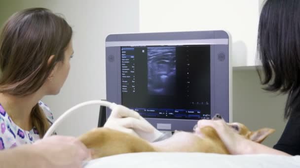 Orvosi vizsgálat. Hazai chihuahua kutya az ultrahang-diagnosztika, az állat-egészségügyi klinikán. 4k