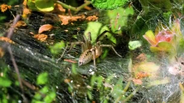 Spiders web. Close-up shot of a spider weaving a network of threads for catching insects. Greece. 4K — Stock Footage Spiders web. Close-up shot of a spider weaving a network of threads for catching insects. Greece. 4K Royalty Free Stock Footage
