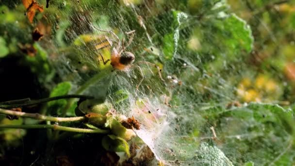 Spiders web. Close-up shot of a spider weaving a network of threads for catching insects. Greece. 4K — Stock Footage Spiders web. Close-up shot of a spider weaving a network of threads for catching insects. Greece. 4K Royalty Free Stock Footage