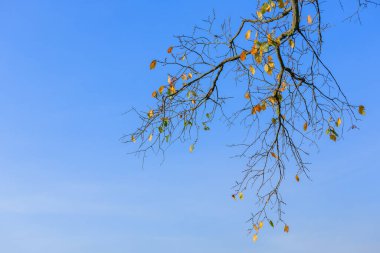 Sarı, yeşil ve turuncu tonlarda seyrek sonbahar yaprakları olan bir ağaç dalı, mevsimsel geçişi sembolize eden açık mavi gökyüzüne karşı kurulmuştur..