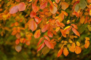 Sonbahar ağacı dallarına yakın, turuncu, kırmızı ve sarı sıcacık yapraklarla sonbahar yapraklarının güzelliğini yakalıyorlar..