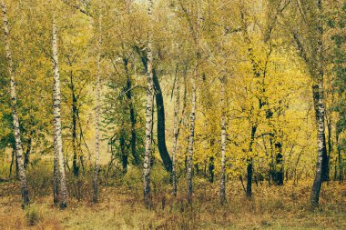 Sonbahar ormanlarındaki ağaçların yaprakları altın gibi, mevsimsel, ılık tonlarla ve sükunetle dolu doğal bir manzara yaratıyorlar..