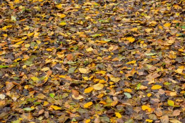 Sarı, kahverengi ve yeşil tonlarda renkli sonbahar yaprakları orman zeminini kaplayarak doğal bir mevsimlik halı oluşturuyor..