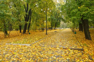 Scenic park pathway lined with trees and benches, blanketed by fallen yellow leaves during autumn, creating a peaceful seasonal atmosphere.