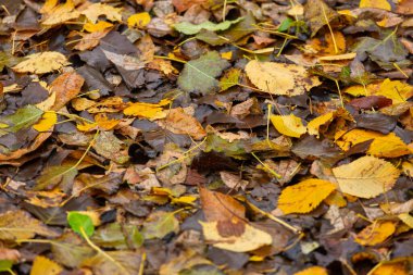 Sarı, kahverengi ve yeşil tonlarda renkli sonbahar yaprakları orman zeminini kaplayarak doğal bir mevsimlik halı oluşturuyor..