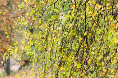 Yeşil ve sarı yapraklarla kaplı ince sonbahar dallarına yakın çekim yapmak doğal bir mevsimsel doku ve canlı bir dış plan yaratır..