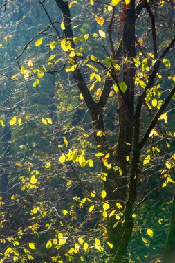 Altın güneş ışığı, huzurlu bir ormandaki sonbahar ağaçlarının arasından süzülür. Sarı ve turuncu yaprakları yumuşak doğal bir arka plana vurur..