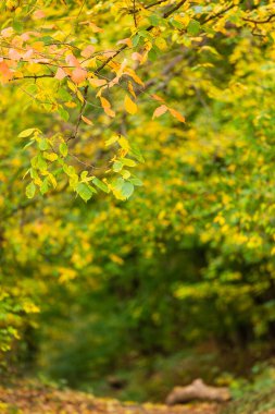 Turuncu, sarı ve yeşil yapraklı sonbahar ağacı dalına yakın çekim, doğadaki mevsimsel değişimin güzelliğini gözler önüne seriyor..