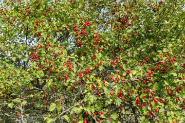 Olgun kırmızı böğürtlen ve yeşil yapraklarla kaplanmış bol miktarda Hawthorn ağacı dalları, sonbahar mevsimini ve vahşi hasatı simgeliyor..
