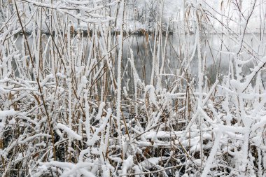 Donmuş bir kış gölünün yanında taze karla kaplı uzun kamışların yakın çekimi soğuk dokularla doğal bir mevsimlik manzara yaratıyor..