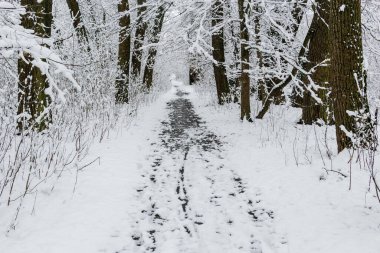 Karlı bir kış ormanında dar bir yol esiyor, izleri işaretleyen ayak izleri ve taze beyaz karla kaplı ağaçlar..