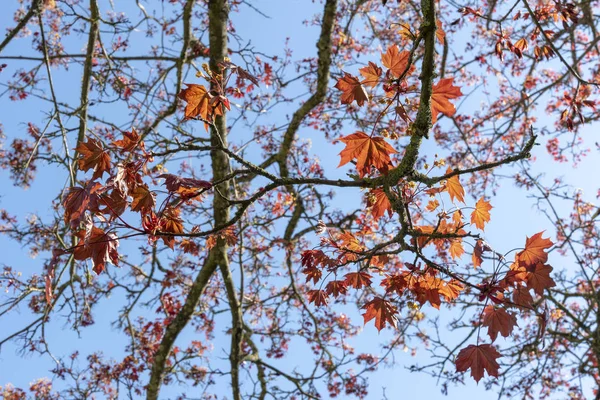 Contexte Feuilles Érable Printemps — Photo