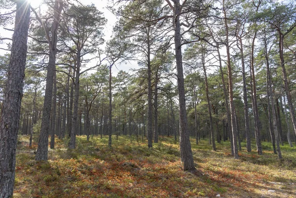 Bosque Pinos Sandhamn Suecia — Foto de Stock