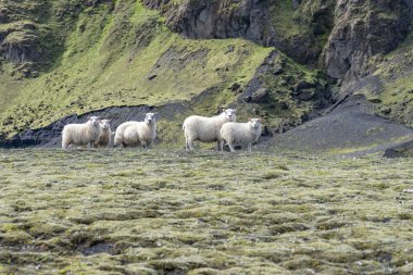 İzlanda'daki koyun otlatılması beyaz