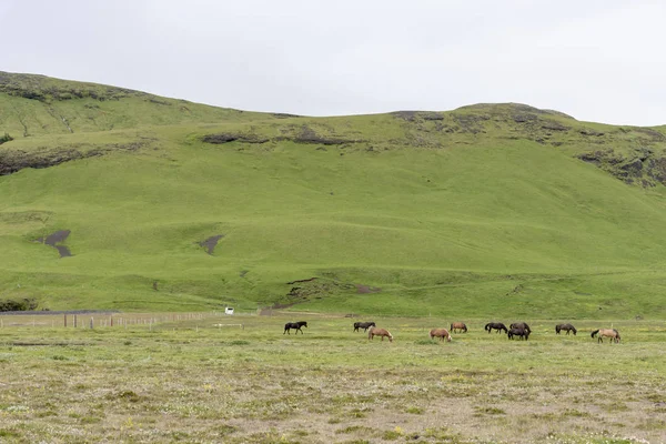 Зелені Пагорби Обгортаючими Конями — стокове фото