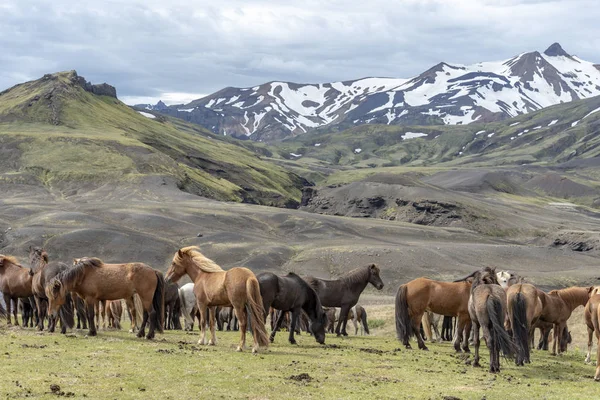 Коричневые Лошади Исландии — стоковое фото