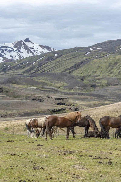 Nyáron Izlandi Lovak — Stock Fotó
