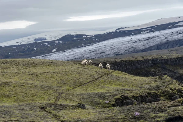 Овцы Бегут Исландии — стоковое фото