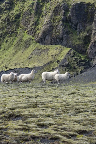 Белые Овцы Горах — стоковое фото