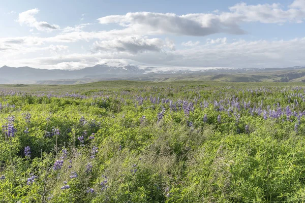 Прекрасное Лето Исландии — стоковое фото