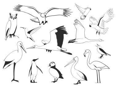 Hand drawn bird set, vector clipart