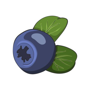 Elle çizilmiş yaban mersini, vektör