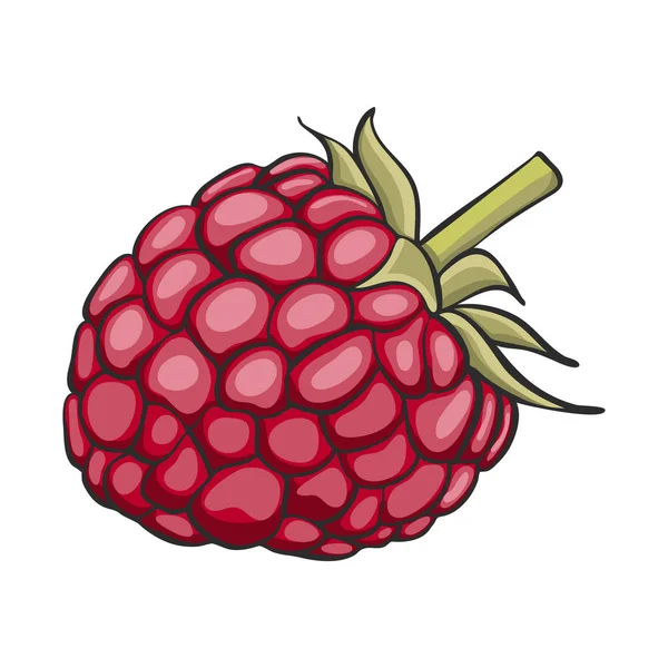 Hand Drawn Raspberry Vector — Stock Vector