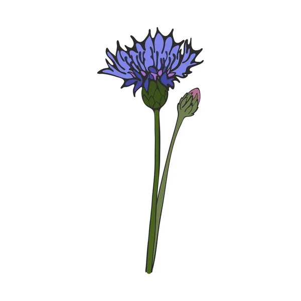 Flor Milho Azul Desenhada Mão Vetor — Vetor de Stock